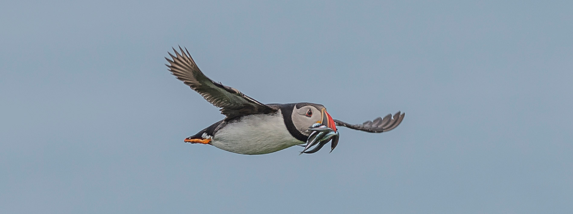 Lundefugl flyr med flere tobis i nebbet. Foto: Arild Hareide
