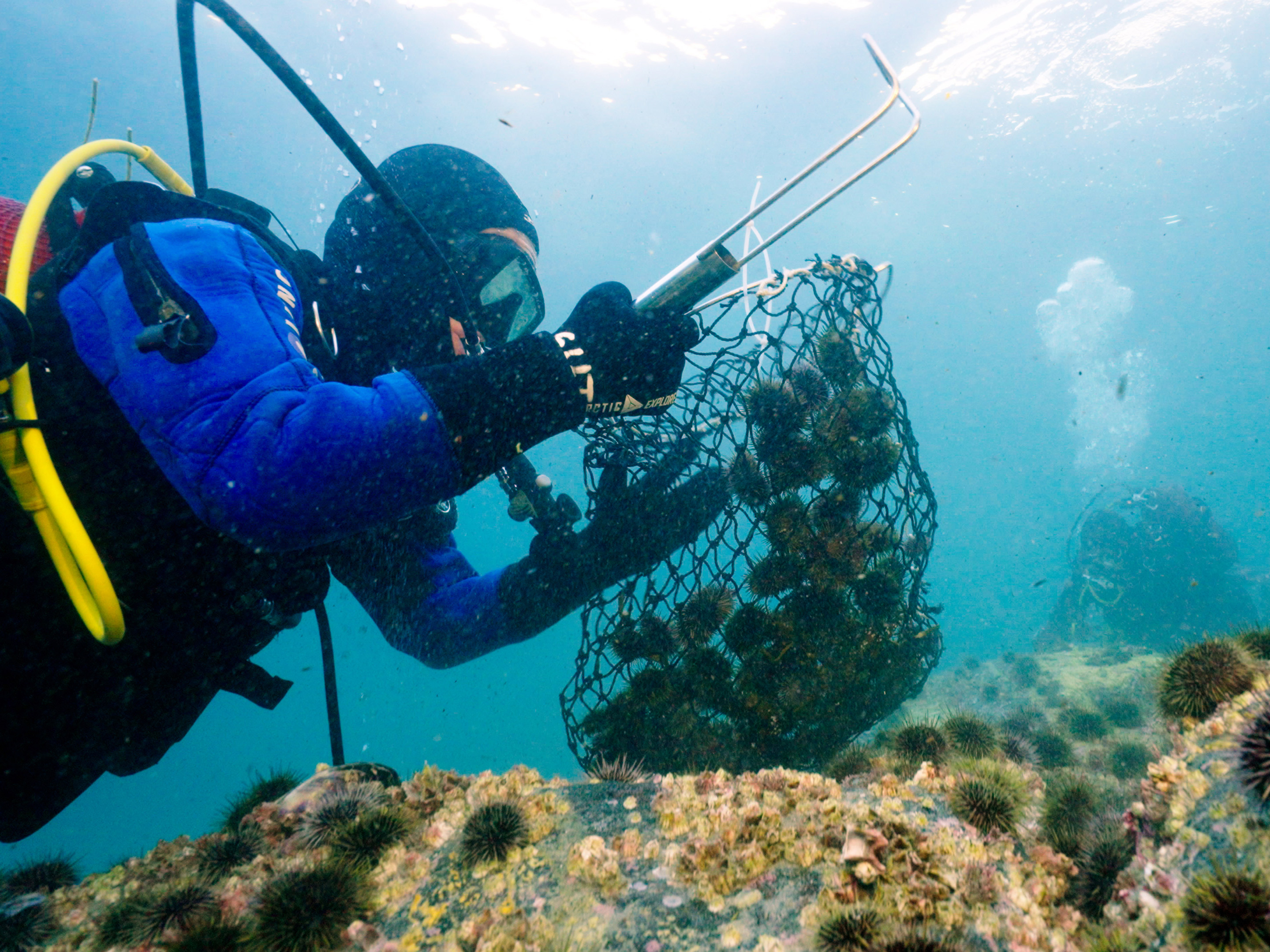 Dykkere plukker kråkeboller og legger dem i en hov. Foto: David Gonzalez